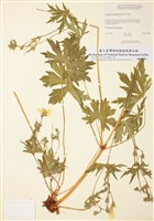 藏品(理查遜氏老鸛草)的圖片
